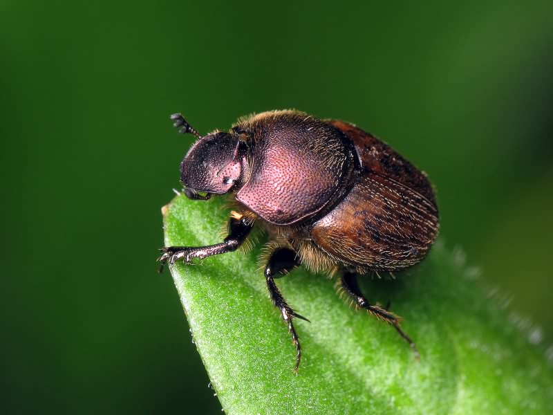 Onthophagus fracticornis (Preyssler, 1790)